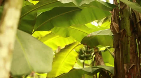 Bananas in Tree HD Video 動画素材 25066078
