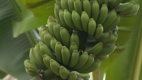 Bananas on a tree in Honduras Stock Footage 114574075