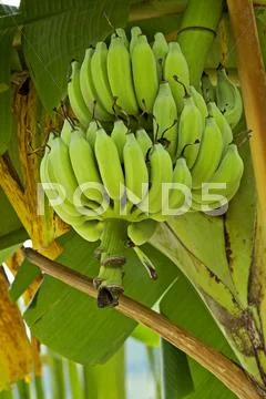 Bananas on the tree Stock Photos