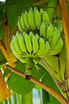 Bananas on the tree Foto stock