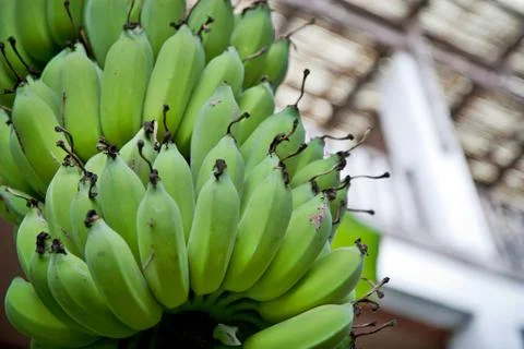 Bananas tree Stock-Fotos