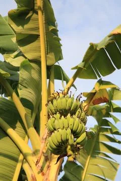 Bananas on tree Stock Photos
