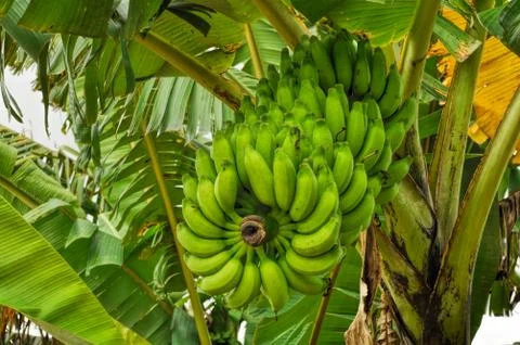 Bananas on tree Stock Photos