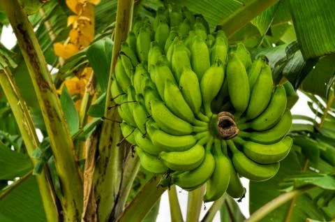 Bananas on tree Stock Photos
