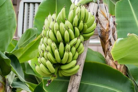 Banana's in a tree Stock Photos
