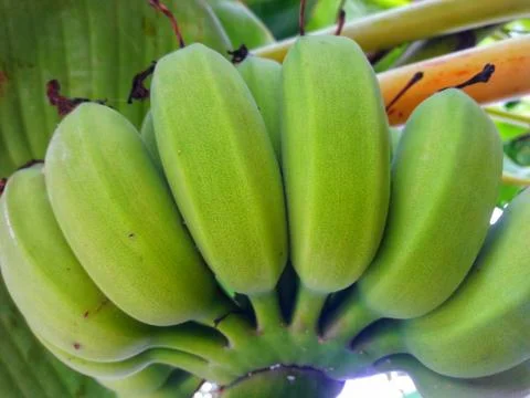 Bananas on a tree	 Stock Photos