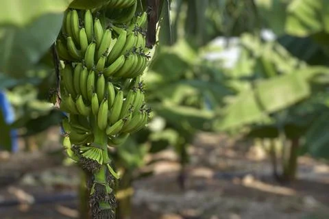 Bananas on tree Foto stock