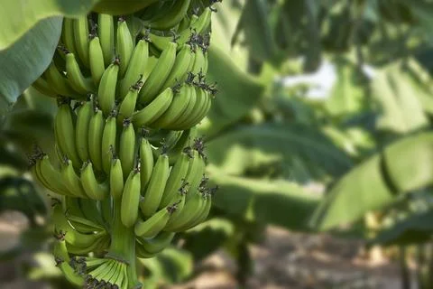 Bananas on tree Stock Photos