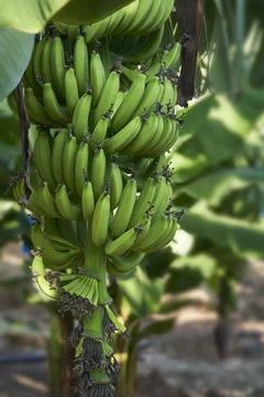 Bananas on tree Stock Photos