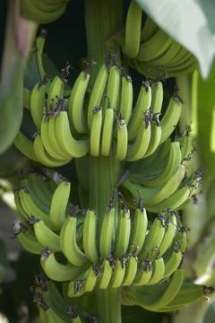 Bananas on tree Stock Photos