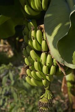 Bananas on tree Stock Photos