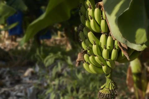 Bananas on tree Foto stock