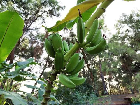 Bananas on the tree. Stock Photos