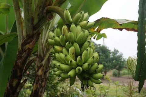 Bananas on the tree Stock Photos