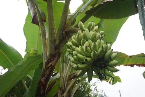 Bananas on the tree Stock Photos
