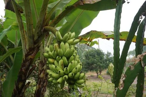 Bananas on the tree Stock Photos