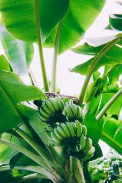 Bananas on the tree. Summer tropical background. Stock Photos