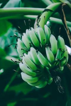 Bananas on the tree. Summer tropical background. Фото