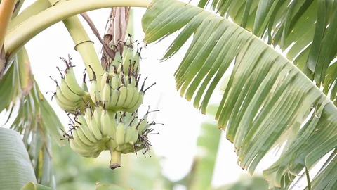 Bananas on the tree sway in the wind. Stock Footage 130125792