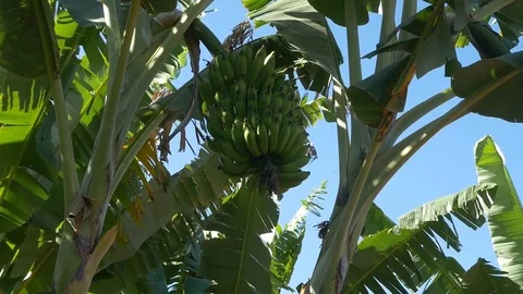 Bananas on a tree in the tropics Stock Footage 84857569