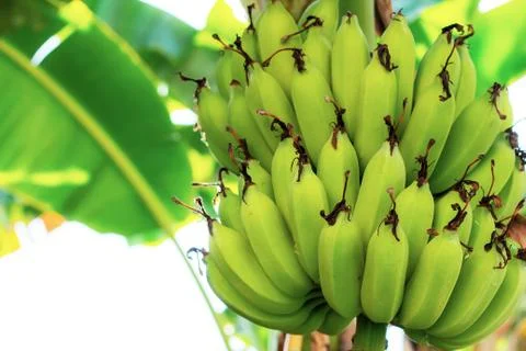 Bananas on trees with sunlight. Stock Photos