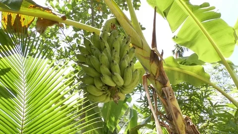 Bananas in the tropics Stock Footage 112330369