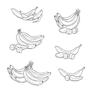 Bananas. Vector  illustration. Stock Illustration