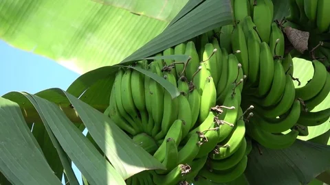 Bananas (zoom out) Stock Footage 82962350