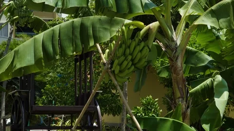 Bananas1 Stock Footage