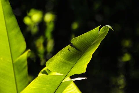 Banano tree top leaf close up on backlit Fotos Stock