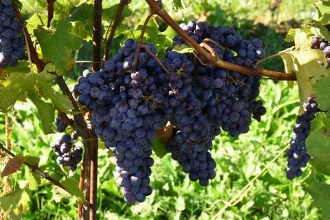 Banch of grape 스톡 사진