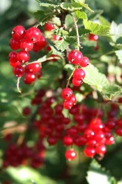 Banch of red currant Stock Photos