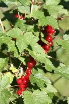 Banch of red currant Stock Photos
