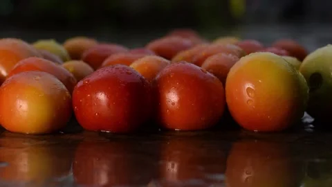 Banch of Tomatoes in Rain Stock Footage 158668167