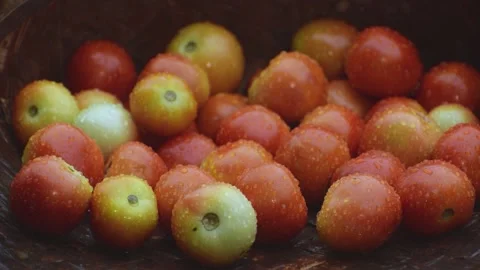 Banch of Tomatoes in Rain Stock Footage 158668187