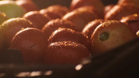 Banch of Tomatoes in Rain. Stock Footage 158668224