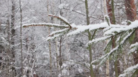 Banch of tree in winter forest. Showflakes. Stock Footage 148509621