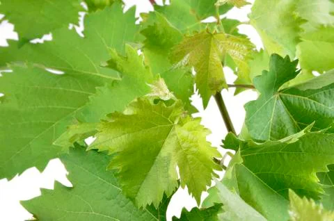 Banch of vine leaves isolated on white background. Stock Photos