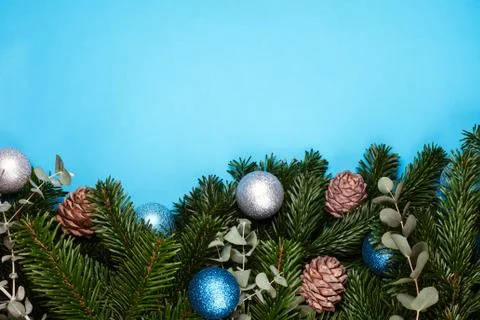 Banches of pine tree on blue background. Stock-Fotos