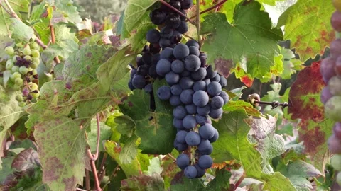 Banches of ripe grapes in the rows in vineyard. Viticulture in Puglia, Italy. Stock Footage 141669823