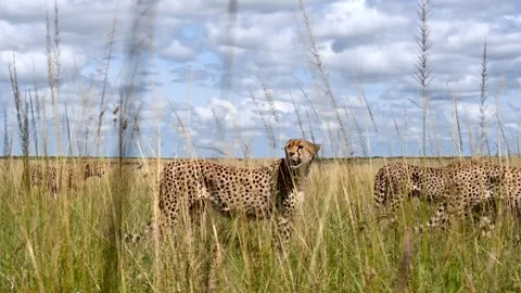 Band of Cheetahs scouting the savannah for prey, Low point of view 库存影片 291252152