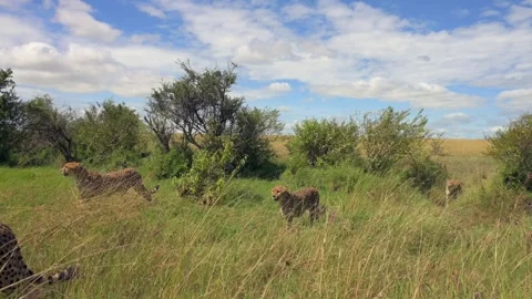Band of Cheetahs scouting the savannah for prey, Low point of view Stock-Footage 291252228