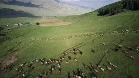 Band of Lambs 스톡 동영상 162269227