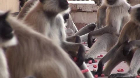 Band of monkey eating in India Video stock 51970527