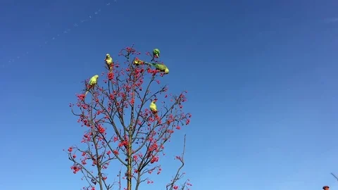 Band of parrots eating berries from an hawthorn "Winter King" tree during winter Stock Footage