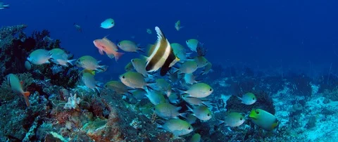 A band of pennantfish is looking into the camera Video stock 97386867
