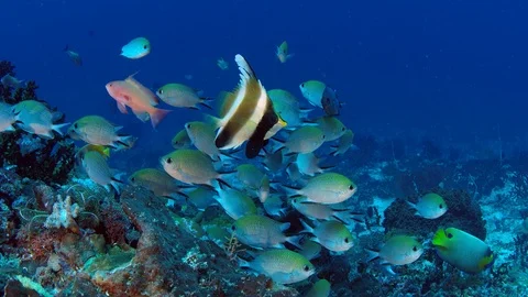 A band of pennantfish is looking into the camera Stock Footage 97402528