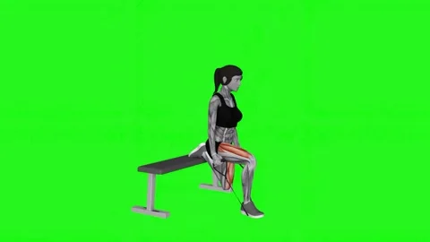 Band single leg split squat female fitness gym exercise workout animation muscle Видео 247707453