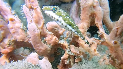 Band Tail Pufferfish 4K Stock Footage 237463657