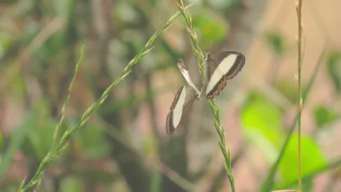 A bandaged satyr butterfly perched on a spike of grass Stock Footage 346789415